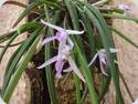 Leptotes pohlitinocoi